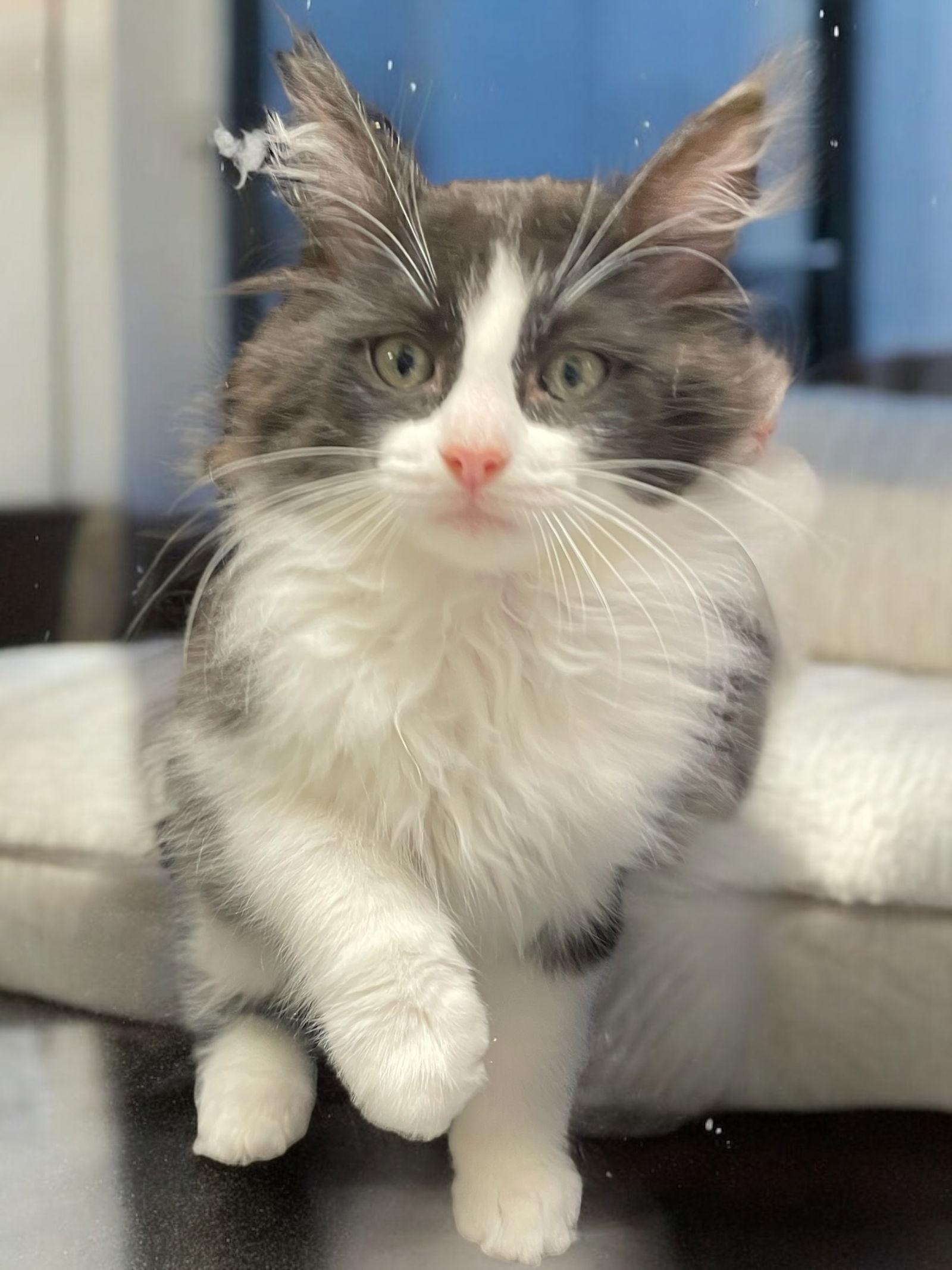 Cosmo (bonded pair with Orion), a Adopted Domestic Long Hair in Champaign, IL image 1/3