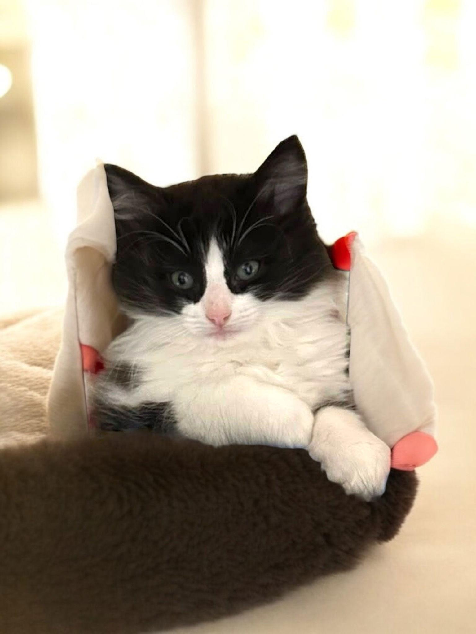 Cosmo (bonded pair with Orion), a Adopted Domestic Long Hair in Champaign, IL image 2/3