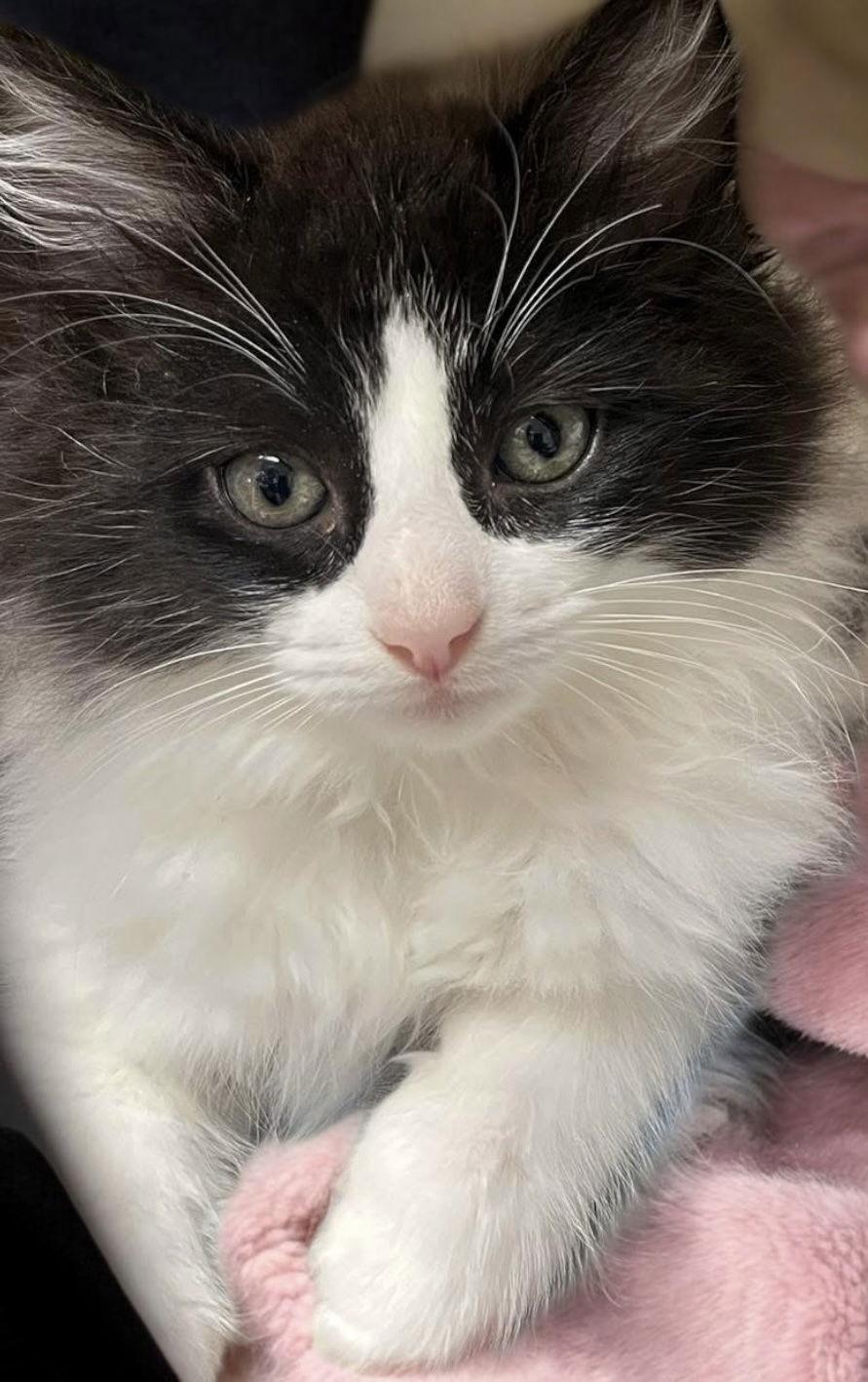 Cosmo (bonded pair with Orion), a Adopted Domestic Long Hair in Champaign, IL image 3/3