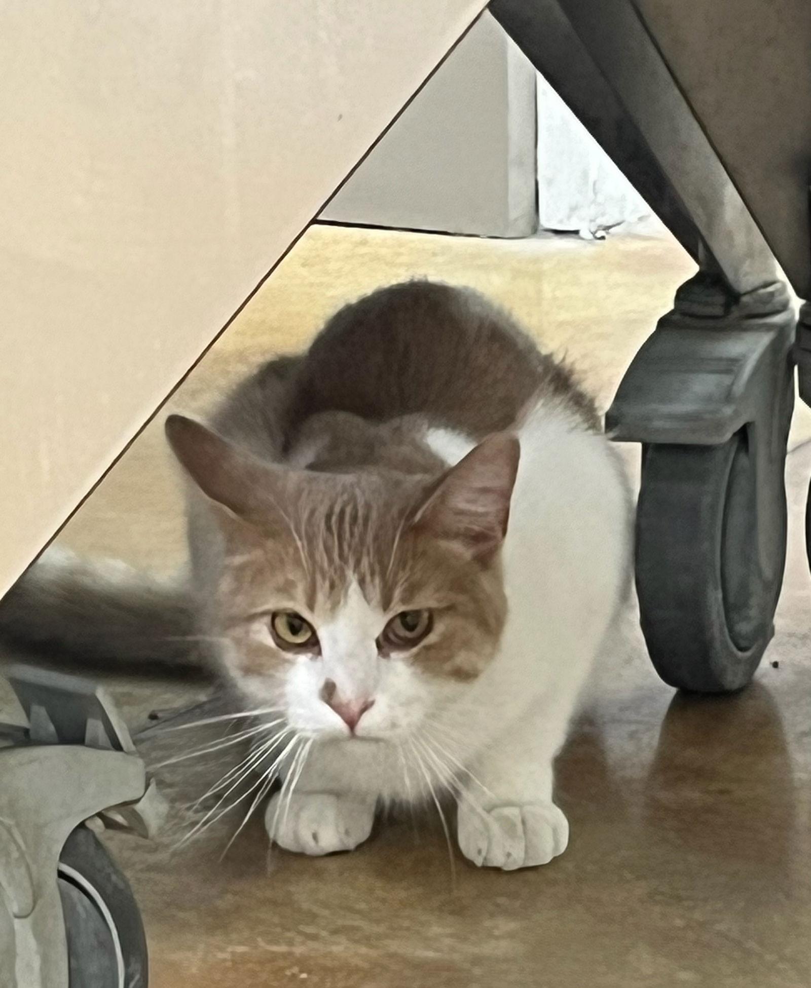 Art, Adoptable, Adult Male Domestic Short Hair.