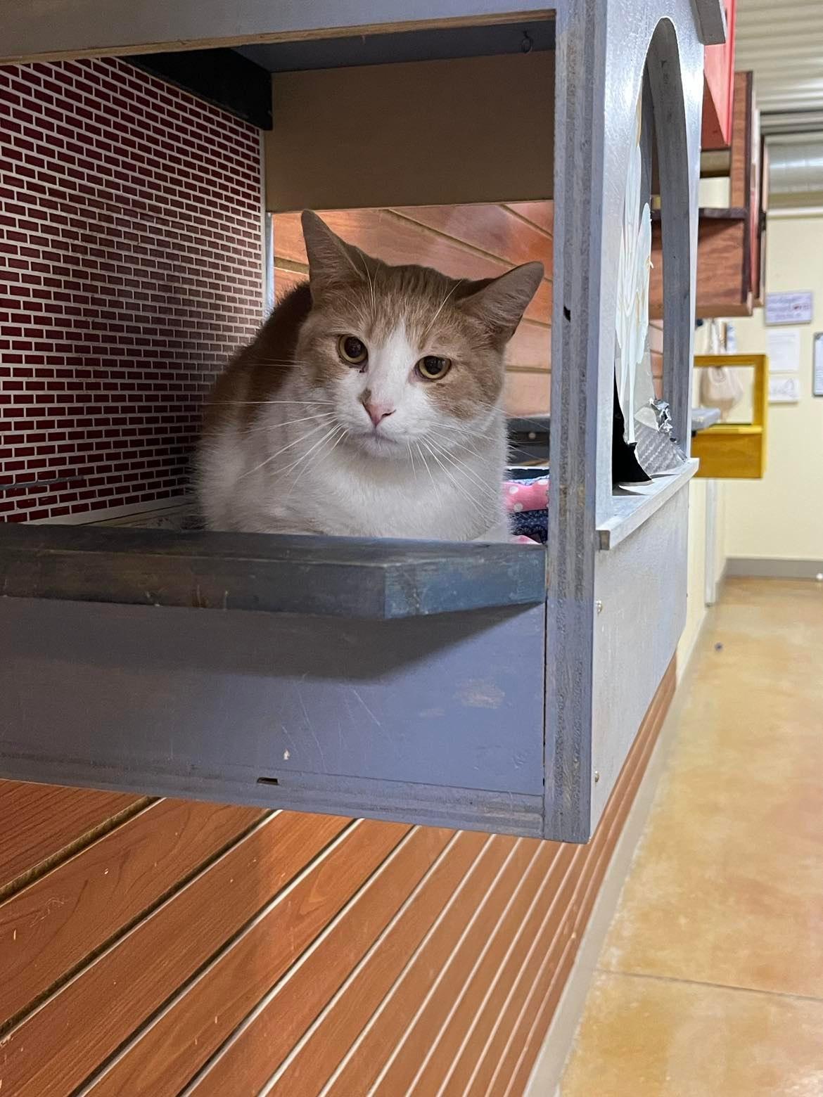 Art, a Adoptable Domestic Short Hair in Austin, MN image 2/3