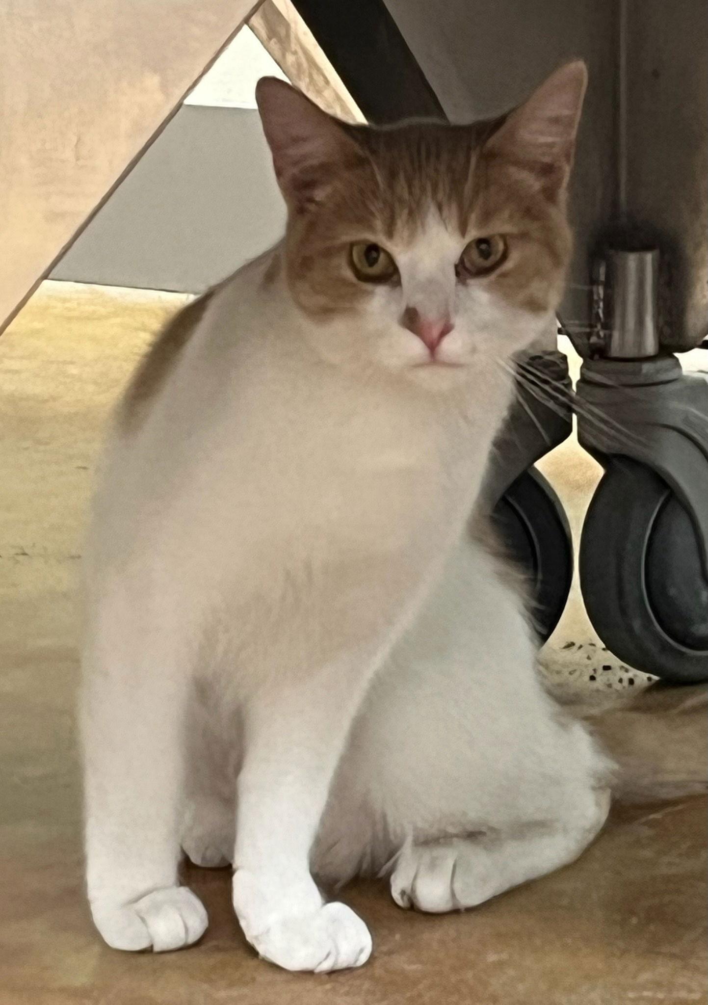 Art, a Adoptable Domestic Short Hair in Austin, MN image 3/3