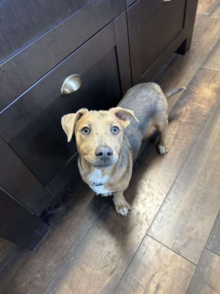 Kiwi, Adoptable, Puppy Male Cattle Dog.