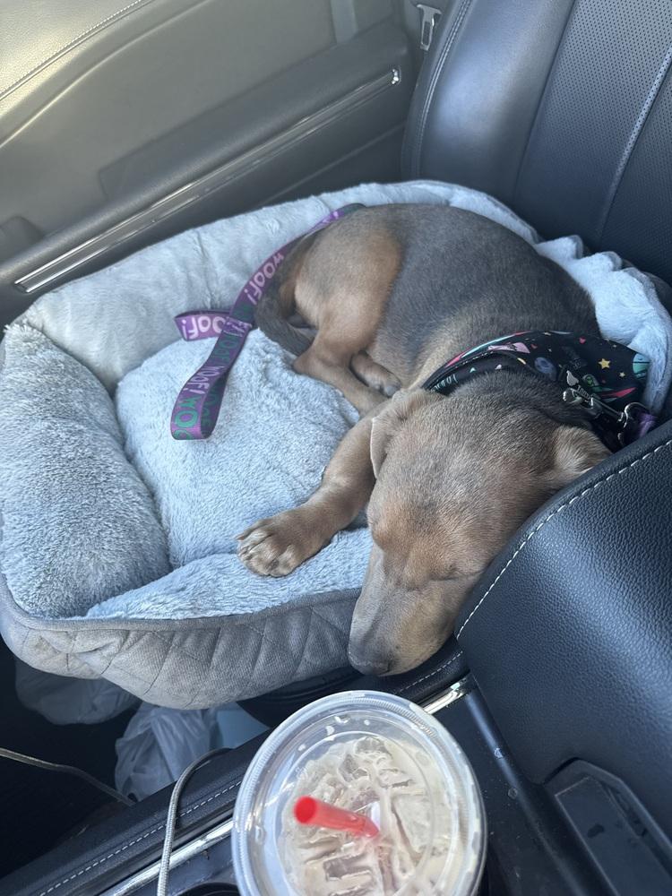 Enlarge Kiwi, a Adoptable mixed breed in Rapid City, SD image 2/4