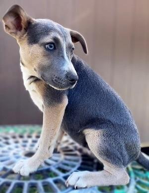 Enlarge Bruno, a Adoptable mixed breed in Rapid City, SD image 1/2