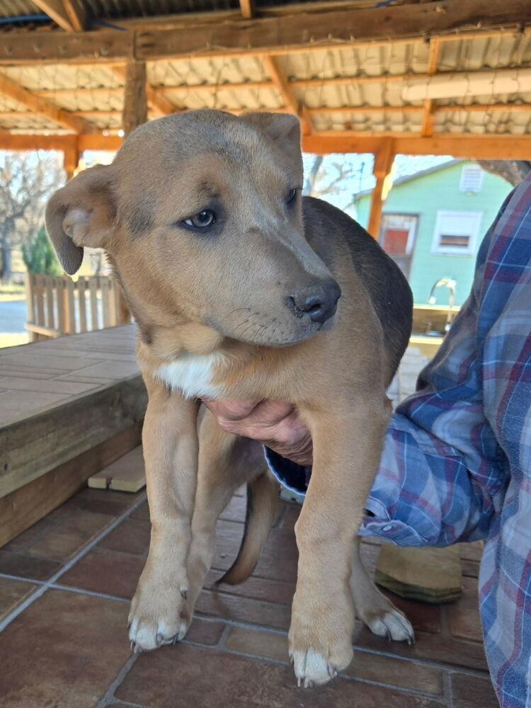 Enlarge Kiwi, a Adoptable mixed breed in Rapid City, SD image 3/4