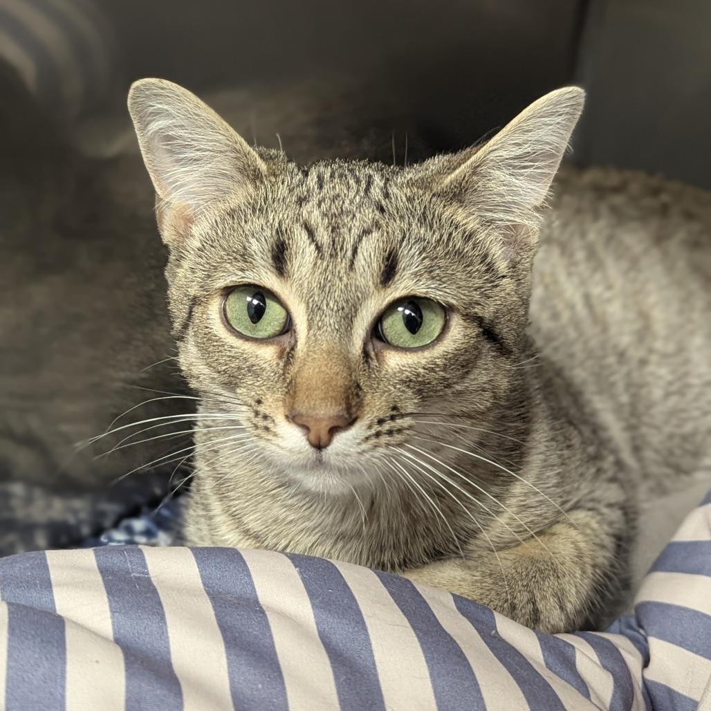 Enlarge Ringo, a ADOPTABLE Domestic Short Hair in Fenton, MI image 1/1