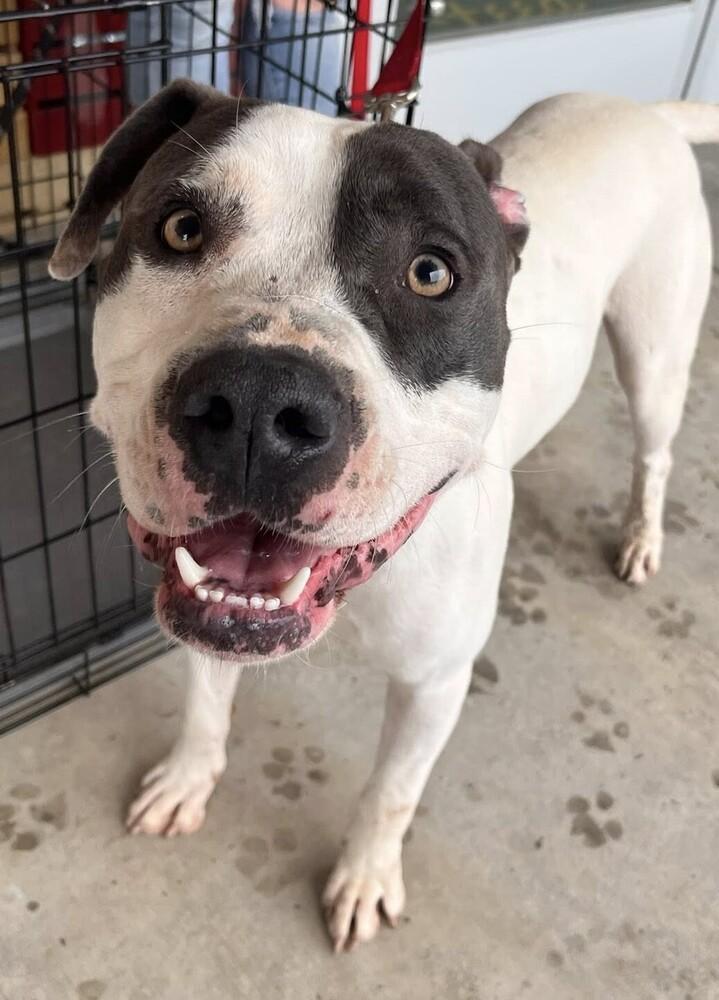 Enlarge Percy, a Adoptable mixed breed in Acworth, GA image 1/6