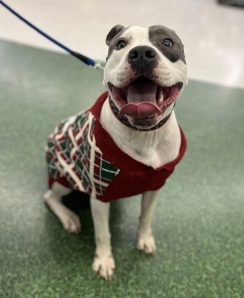 Enlarge Percy, a Adoptable mixed breed in Acworth, GA image 2/6