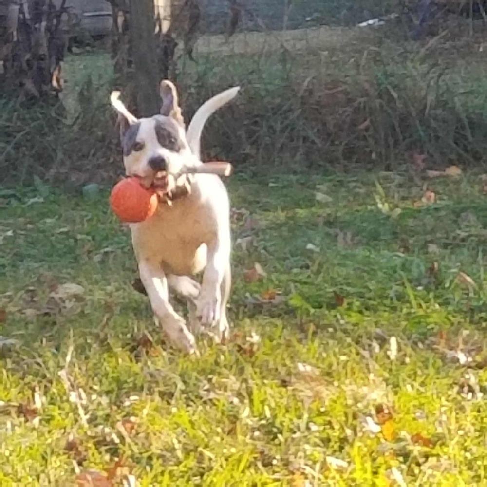 Enlarge Percy, a Adoptable mixed breed in Acworth, GA image 3/6