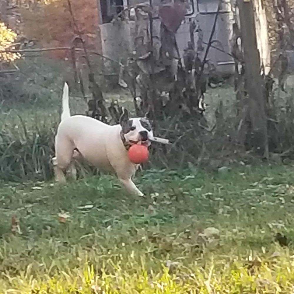 Enlarge Percy, a Adoptable mixed breed in Acworth, GA image 4/6