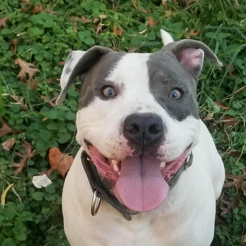 Enlarge Percy, a Adoptable mixed breed in Acworth, GA image 5/6