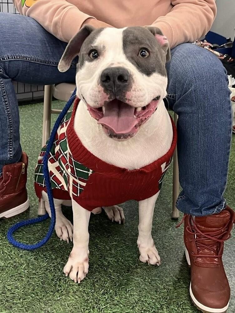 Percy, Adoptable, Adult Male Pit Bull Terrier & Mixed Breed.
