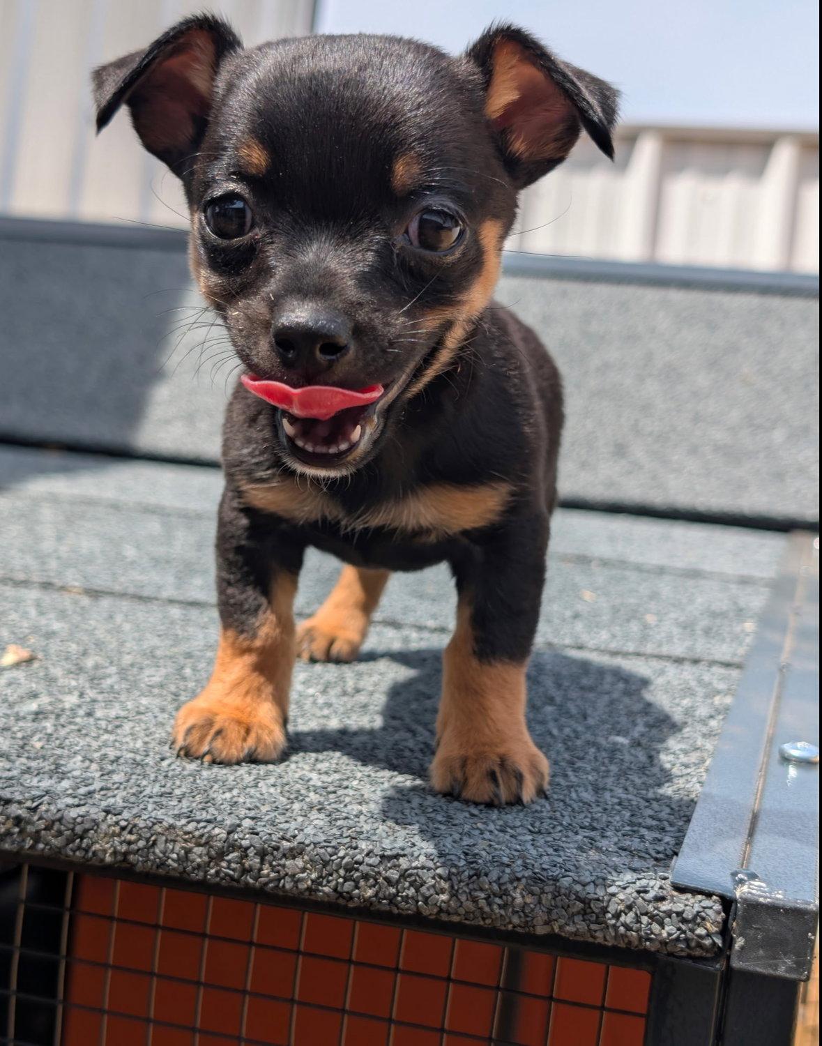 Cricket - ADOPTION IN PROCESS, Adoptable, Young Female Chihuahua.