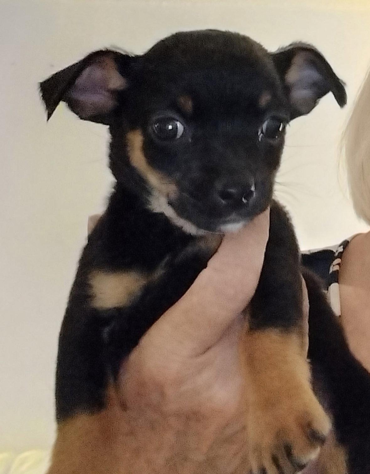 Enlarge Cricket - ADOPTION IN PROCESS, a Adoptable Chihuahua in Grafton, WI image 2/3