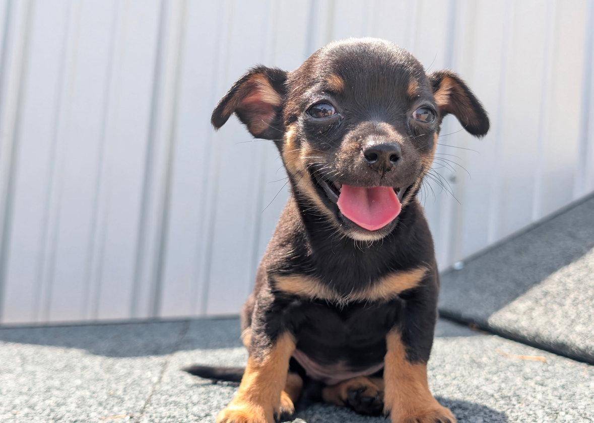 Enlarge Cricket - ADOPTION IN PROCESS, a Adoptable Chihuahua in Grafton, WI image 3/3
