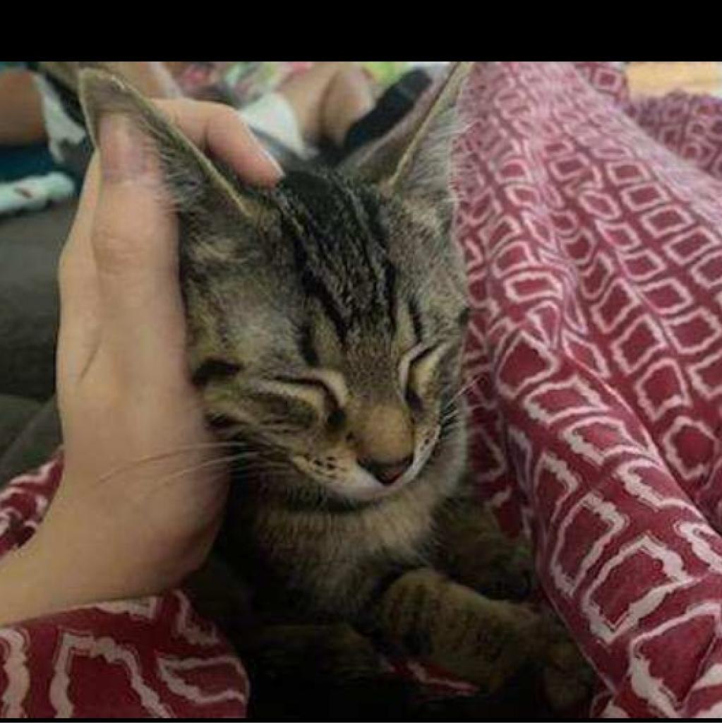 0622-41 Luna, Adoptable, Adult Female Domestic Short Hair.