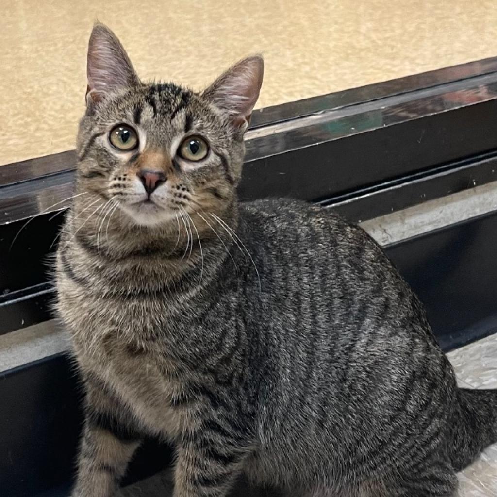 Enlarge 0622-41 Luna, a Adoptable Domestic Short Hair in Abingdon, MD image 2/6