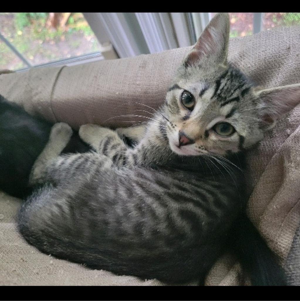 Enlarge 0622-41 Luna, a Adoptable Domestic Short Hair in Abingdon, MD image 3/6