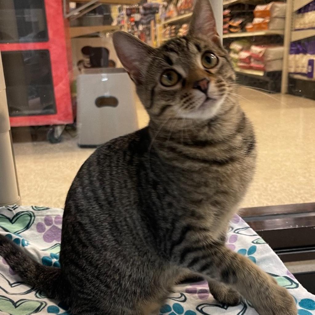 Enlarge 0622-41 Luna, a Adoptable Domestic Short Hair in Abingdon, MD image 4/6