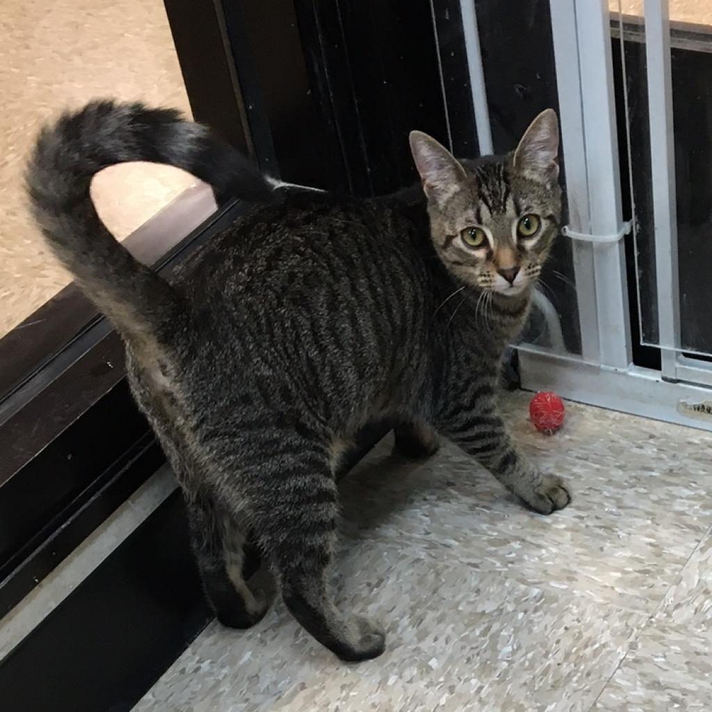 Enlarge 0622-41 Luna, a Adoptable Domestic Short Hair in Abingdon, MD image 5/6