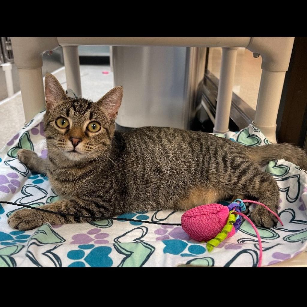 Enlarge 0622-41 Luna, a Adoptable Domestic Short Hair in Abingdon, MD image 6/6