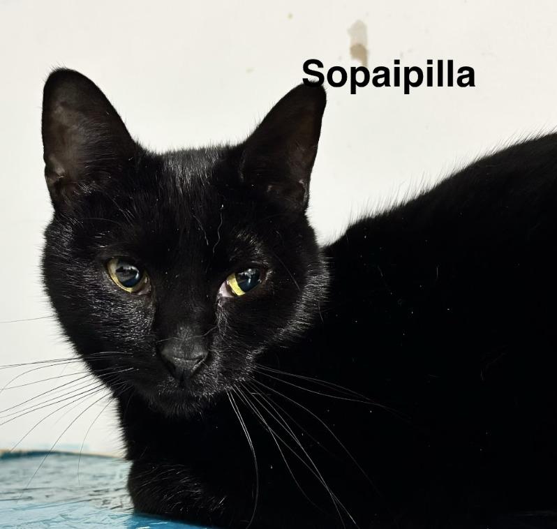 Sopaipilla, Adoptable, Young Female Domestic Short Hair.