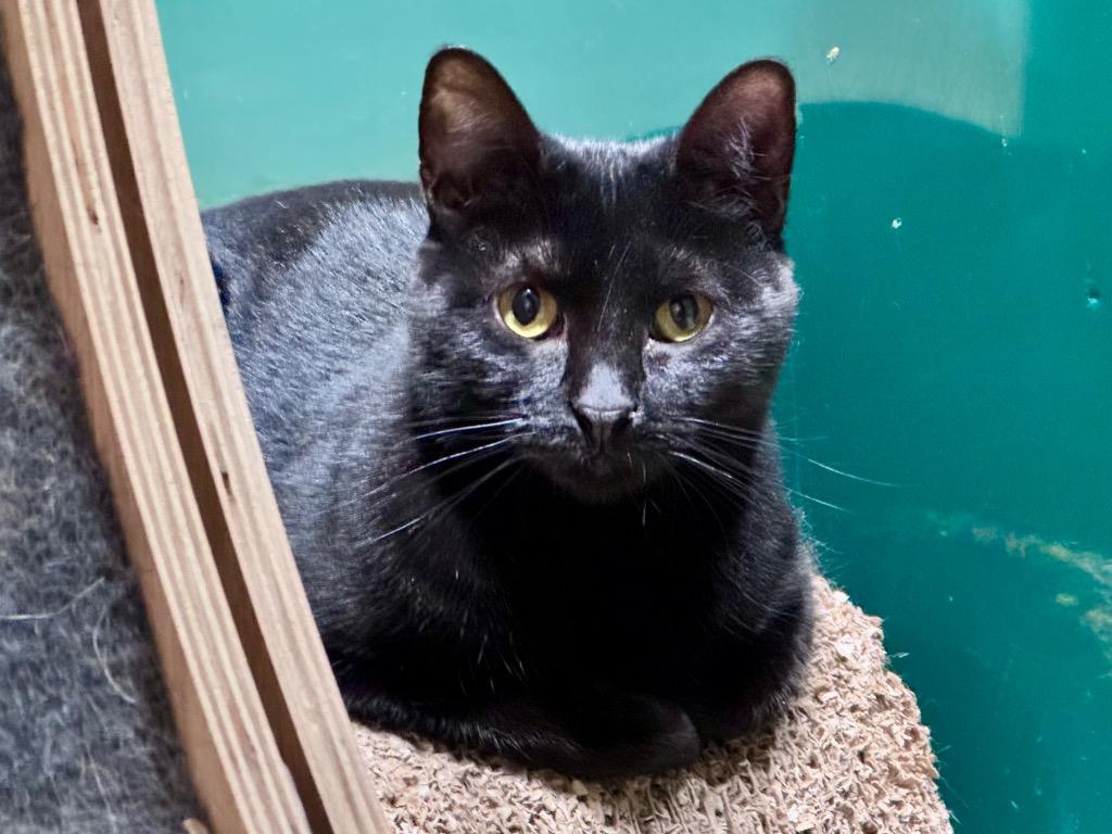 Enlarge Sopaipilla, a Adoptable mixed breed in Powell, OH image 2/2