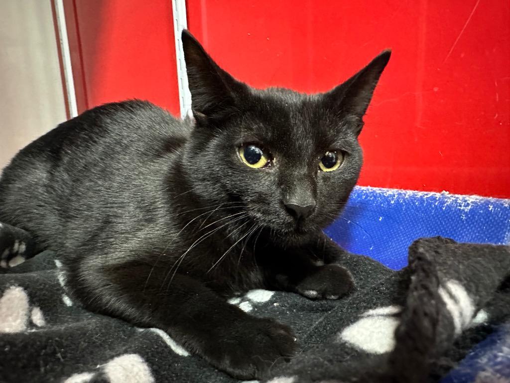 Sopaipilla, Adoptable, Young Female Domestic Short Hair.