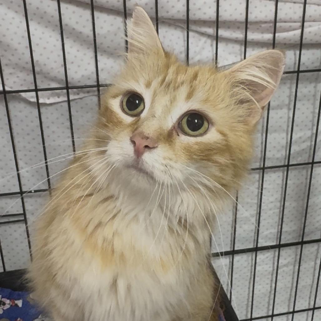 Blondie - Washington Petsmart, Adoptable, Adult Female Domestic Medium Hair.