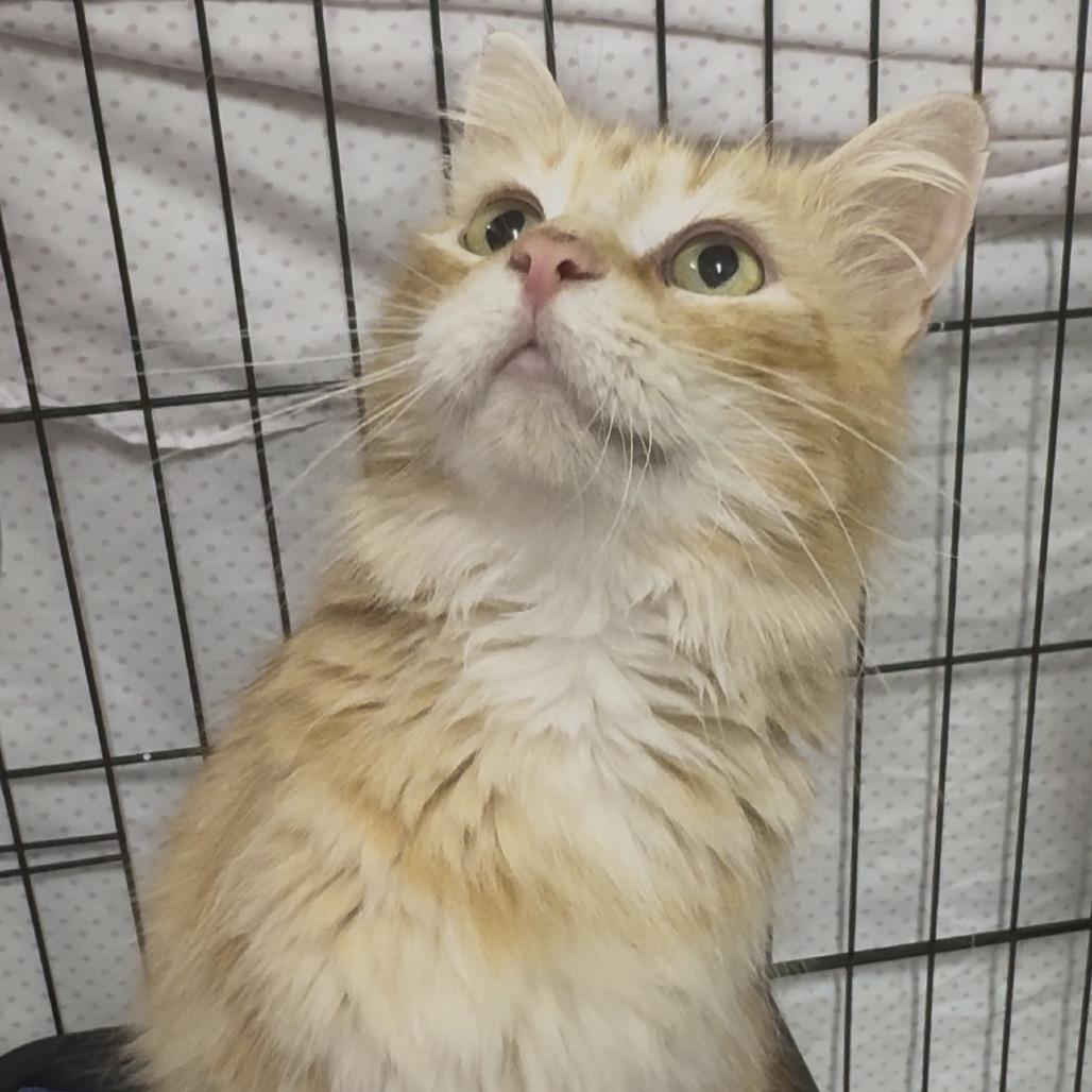 Enlarge Blondie - Washington Petsmart, a Adoptable Domestic Medium Hair in Union, MO image 2/4