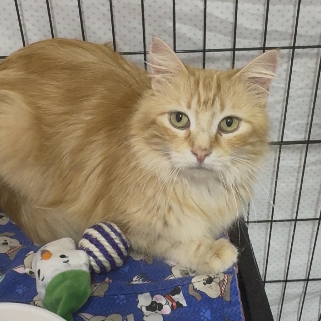 Enlarge Blondie - Washington Petsmart, a Adoptable Domestic Medium Hair in Union, MO image 3/4