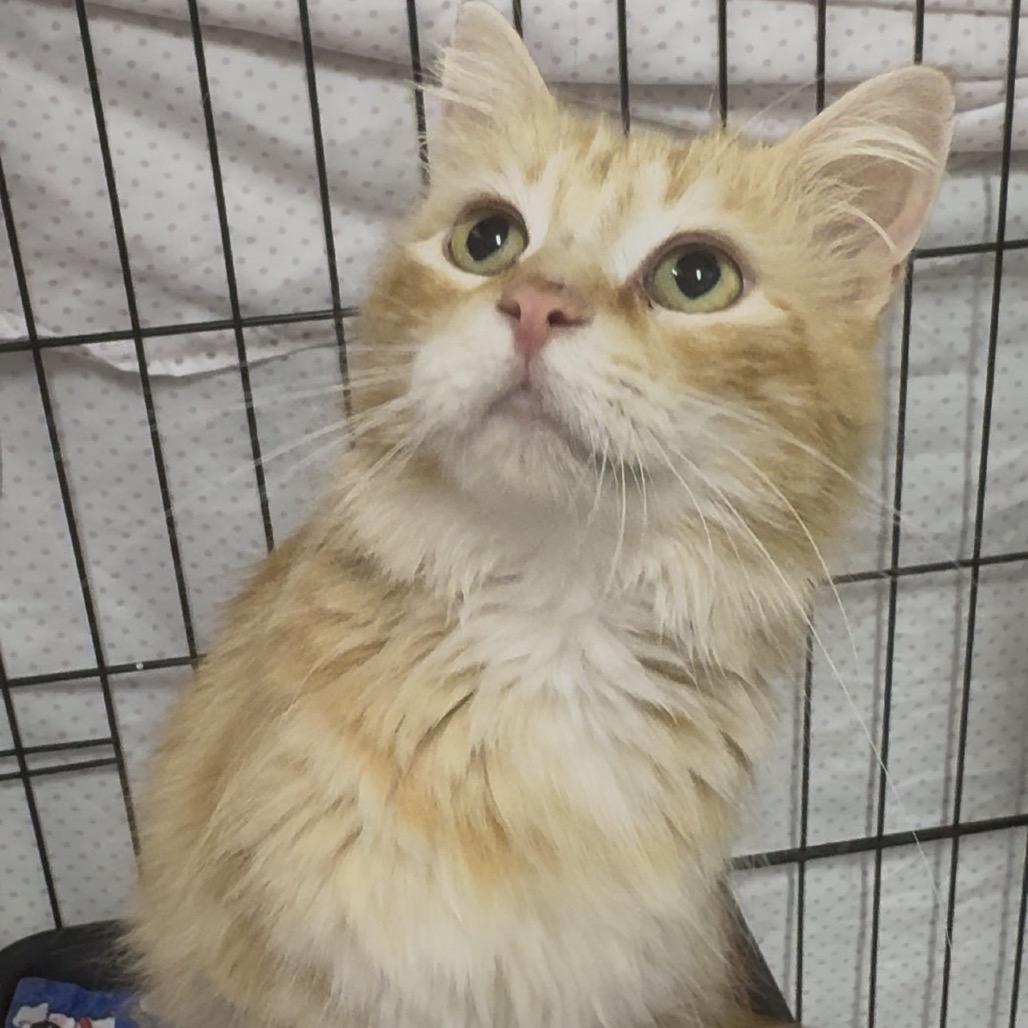 Enlarge Blondie - Washington Petsmart, a Adoptable Domestic Medium Hair in Union, MO image 4/4