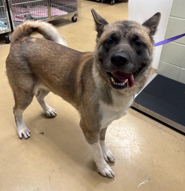 MARMALADE, Adoptable, Young Female Akita.