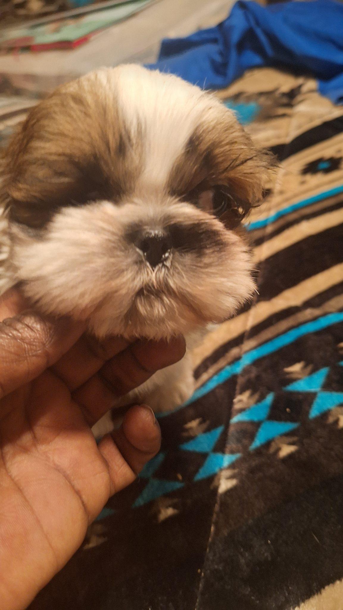 Enlarge Pip, a Adopted Shih Tzu in Los Angeles, CA image 1/6