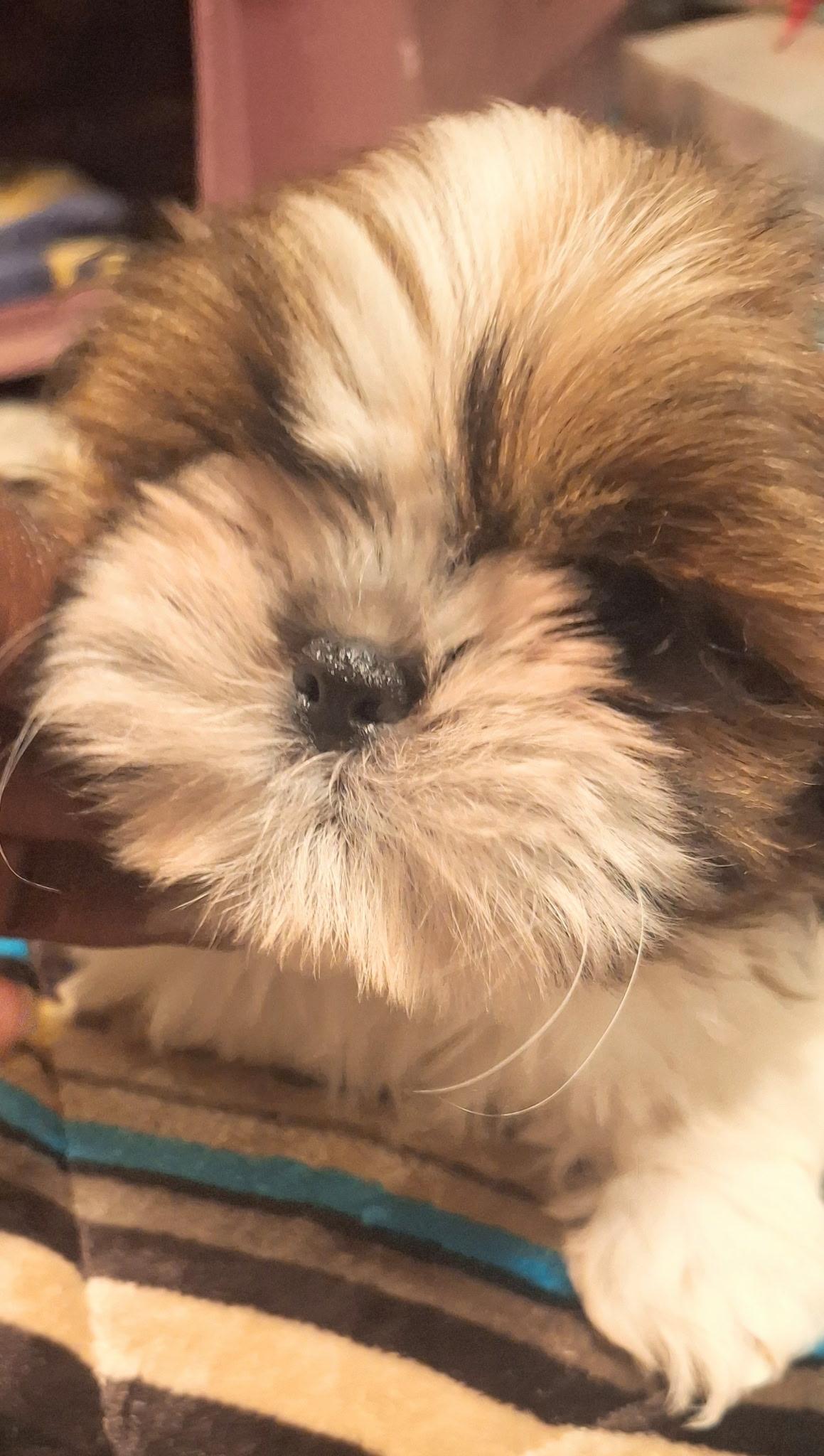 Enlarge Pip, a Adopted Shih Tzu in Los Angeles, CA image 2/6