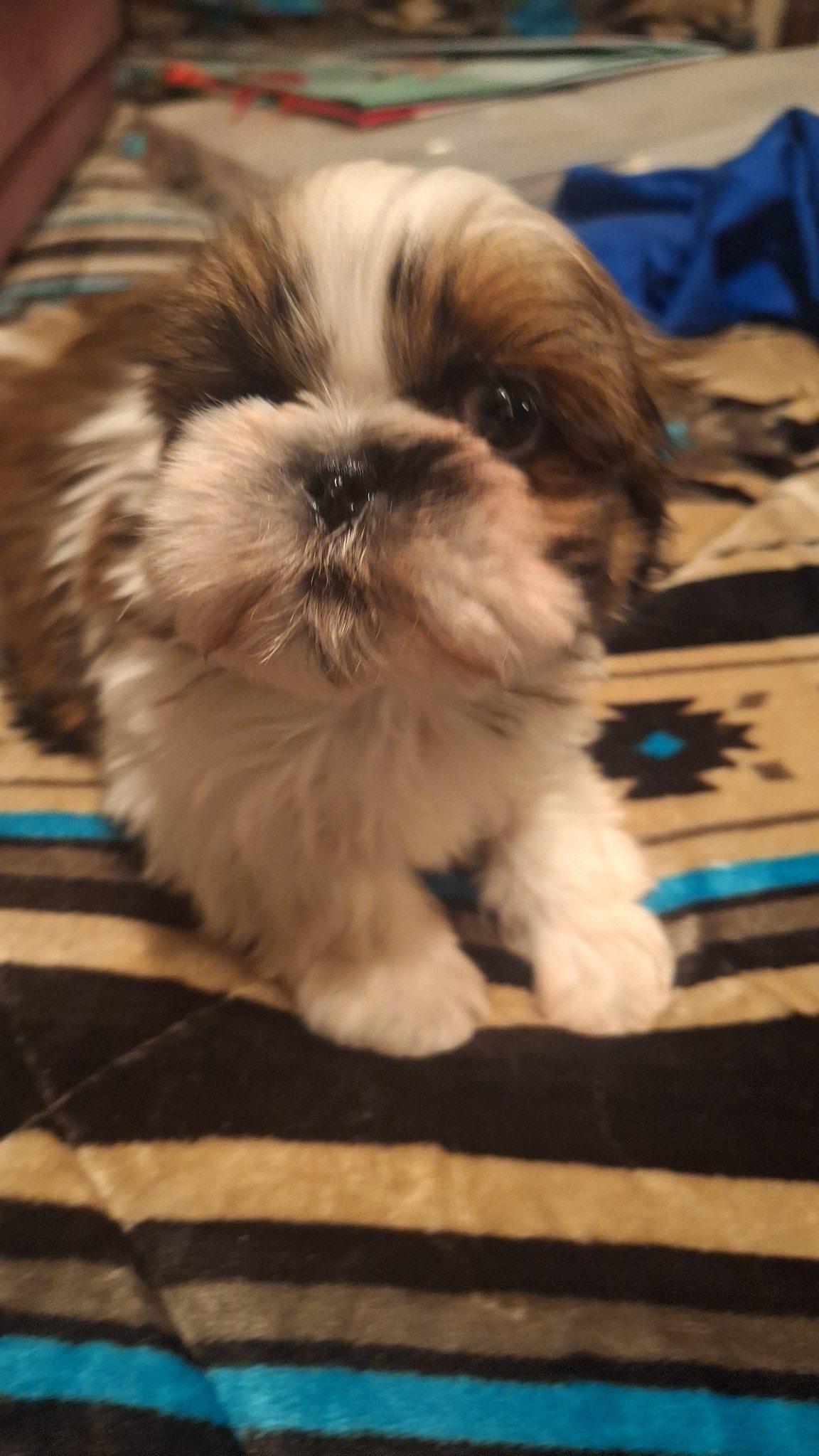 Enlarge Pip, a Adopted Shih Tzu in Los Angeles, CA image 3/6