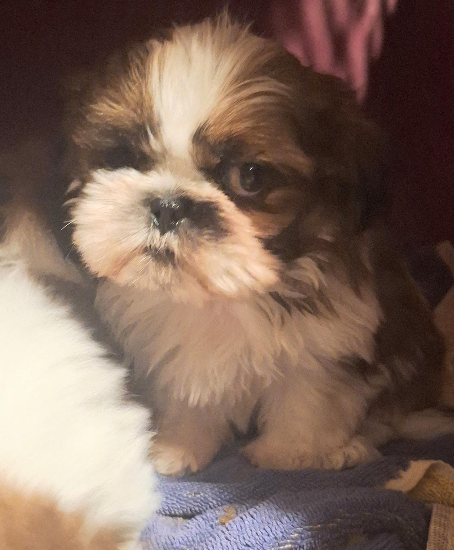 Enlarge Pip, a Adopted Shih Tzu in Los Angeles, CA image 4/6