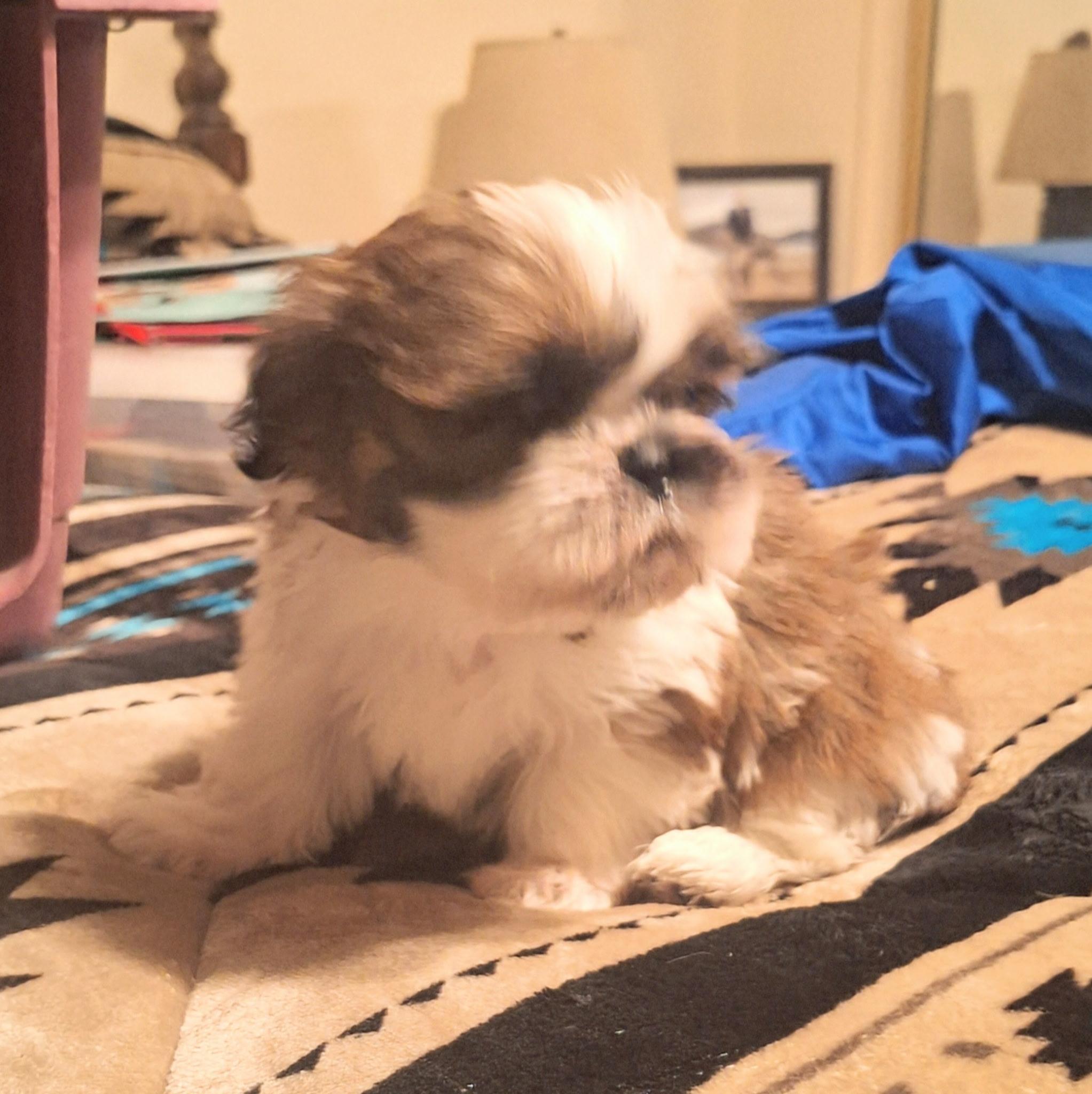 Enlarge Pip, a Adopted Shih Tzu in Los Angeles, CA image 5/6