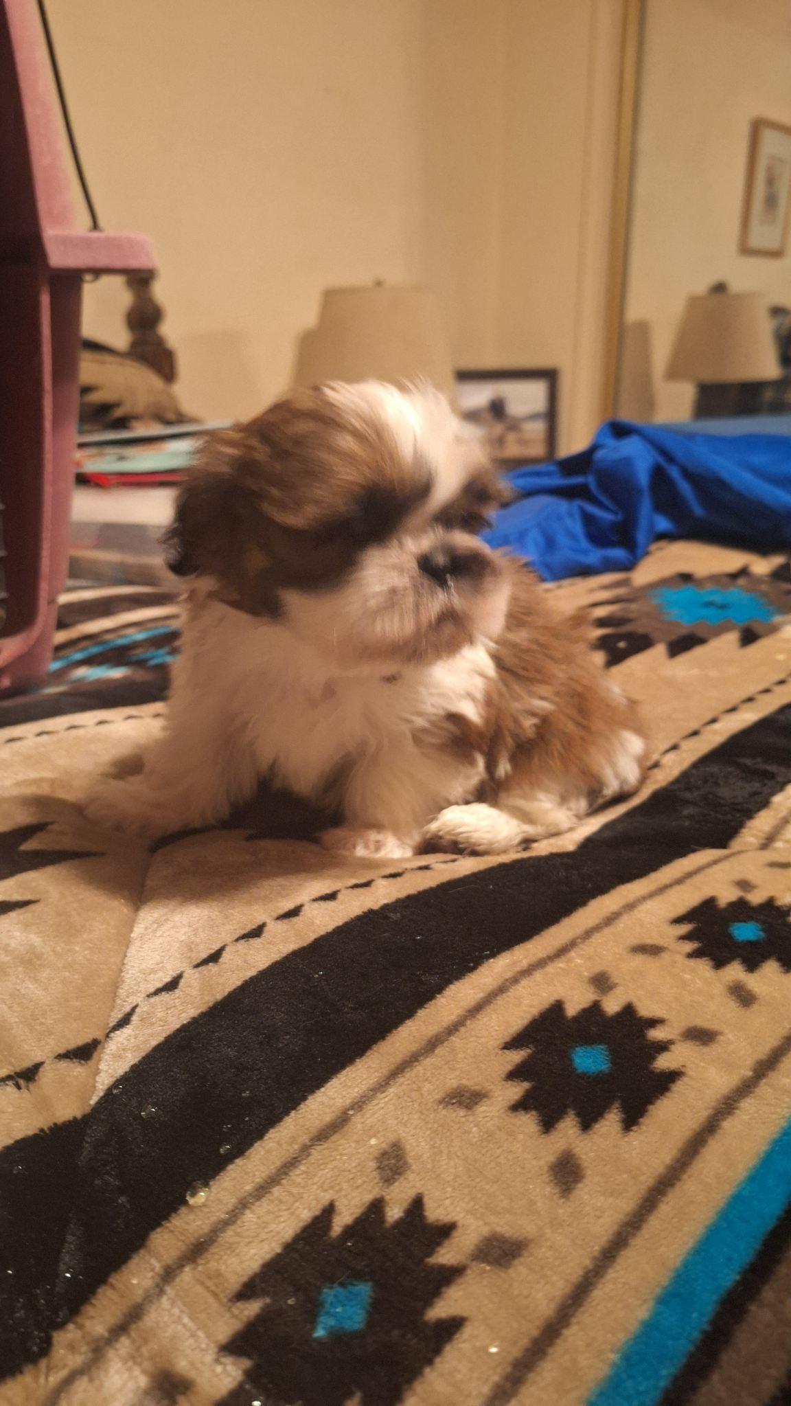 Enlarge Pip, a Adopted Shih Tzu in Los Angeles, CA image 6/6