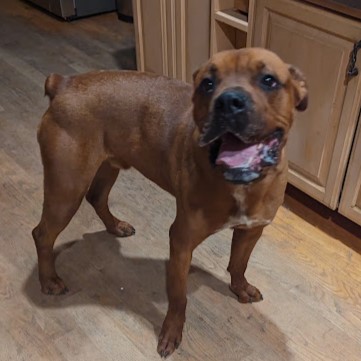 Stewie-Gentle and Sweet, a Adoptable mixed breed image 1/4