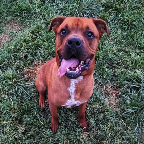 Stewie-Gentle and Sweet, a Adoptable mixed breed image 3/4