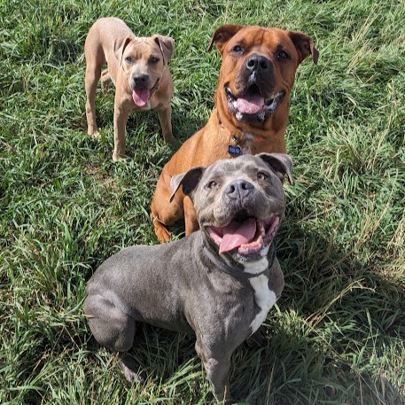 Stewie-Gentle and Sweet, a Adoptable mixed breed image 4/4