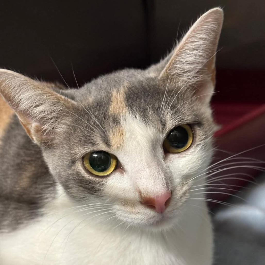 Pretzel, Adoptable, Young Female Domestic Short Hair & Domestic Short Hair.