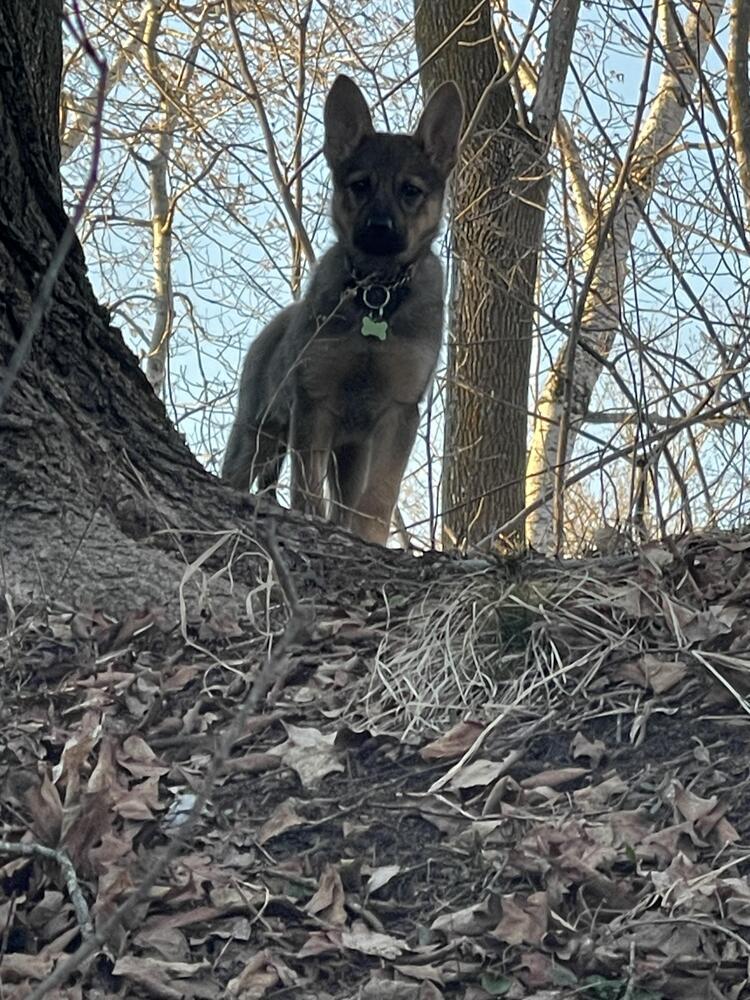 Miss Piggy, Adoptable, Puppy Female Pumi.