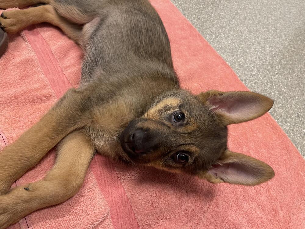 Miss Piggy, a Adoptable mixed breed in Plymouth, MN image 6/6
