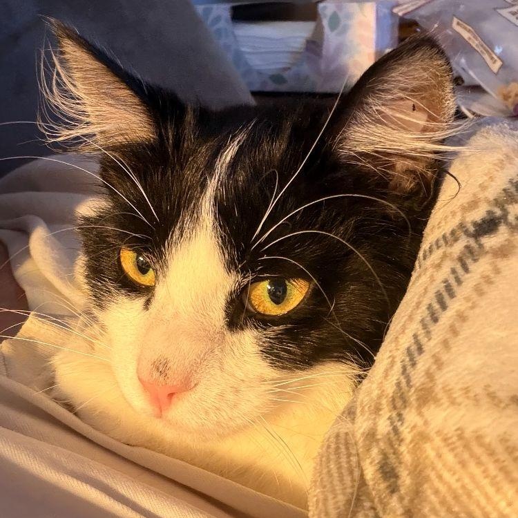 Enlarge Charlie (female), a Adoptable Tuxedo in Midland, MI image 3/3