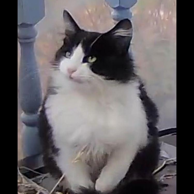 Enlarge Charlie (female), a Adoptable Tuxedo in Midland, MI image 2/3