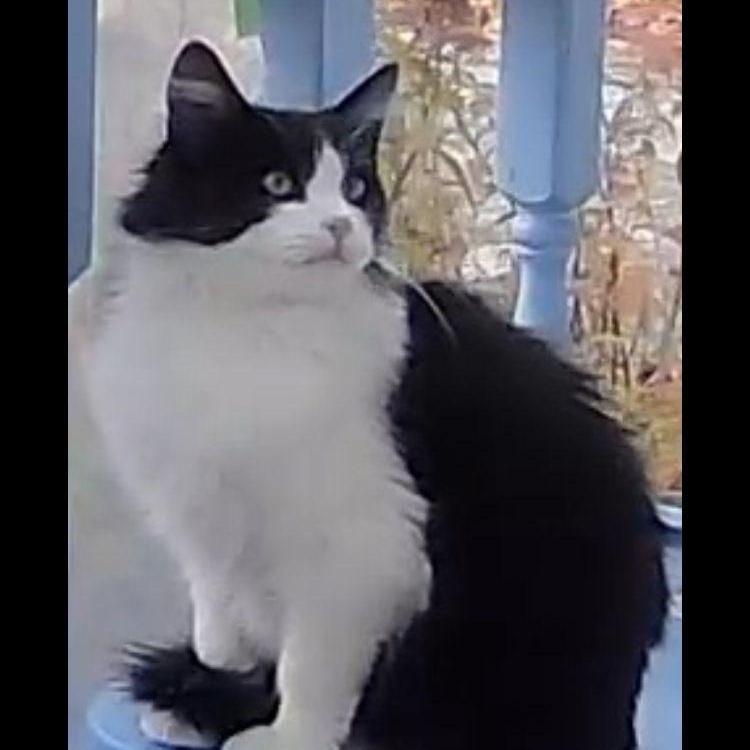 Charlie (female), Adoptable, Young Female Tuxedo.