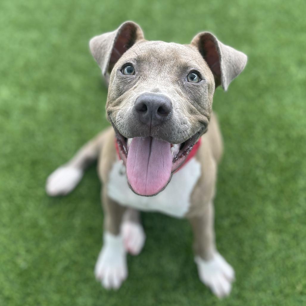 Glory, Adoptable, Puppy Female Mixed Breed & Mixed Breed.